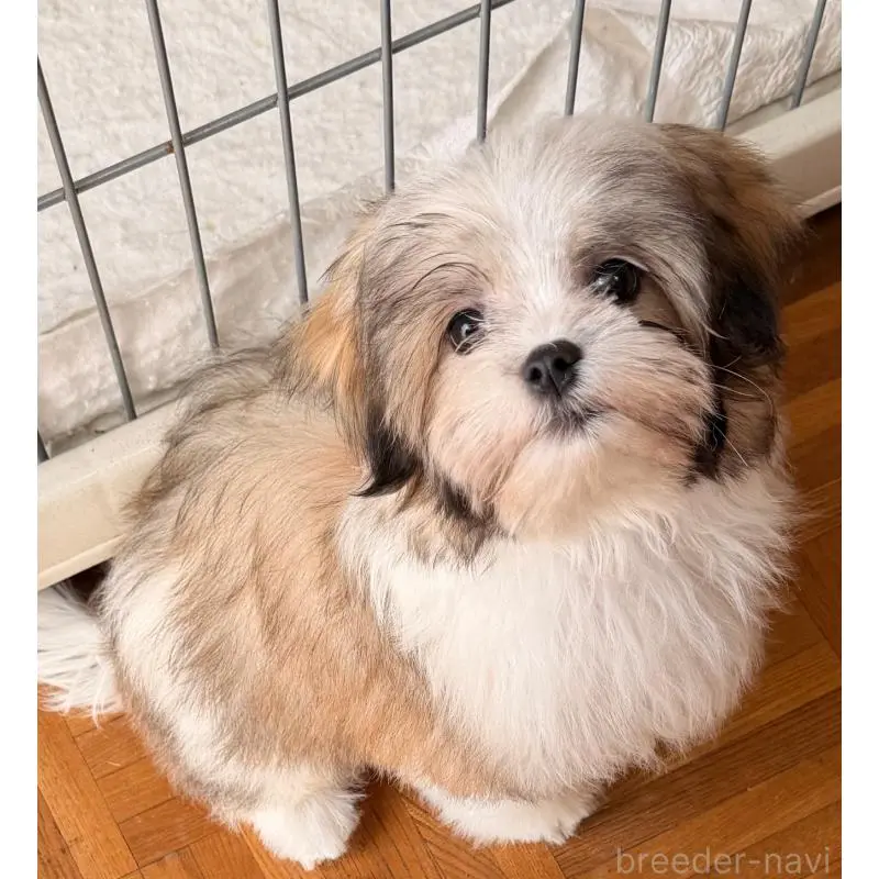 販売中の茨城県のマルシーズー:マルチーズ×シーズー-455182の3枚目