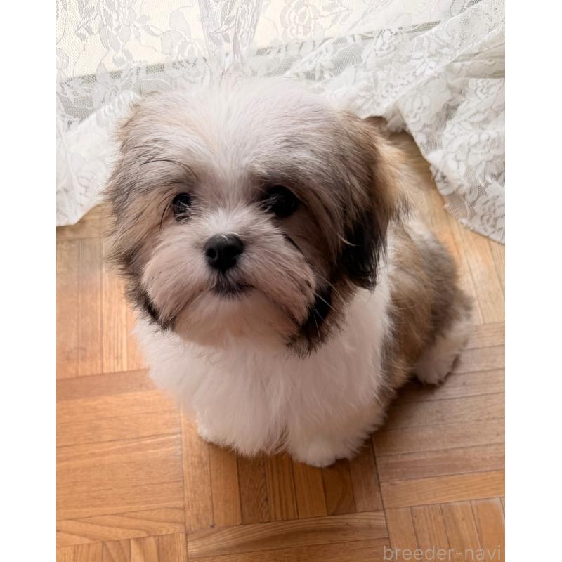 販売中の茨城県のマルシーズー:マルチーズ×シーズー-455182の2枚目