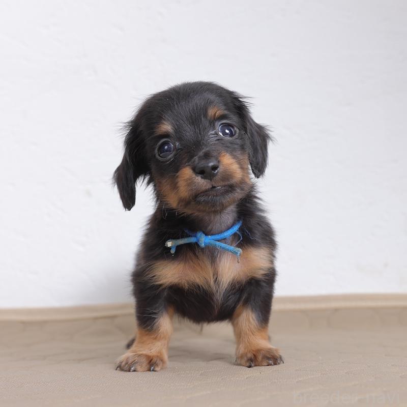 販売中の愛知県のミニチュアダックスフンド(ロングヘアード)-452593