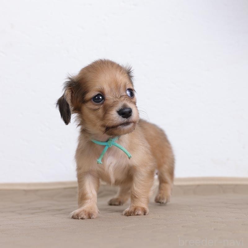 販売中の愛知県のミニチュアダックスフンド(ロングヘアード)-455191の2枚目