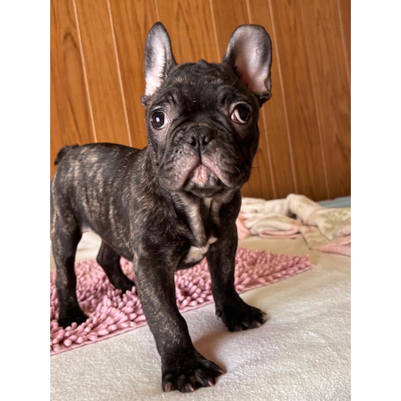販売中の三重県のフレンチブルドッグ-437137の4枚目