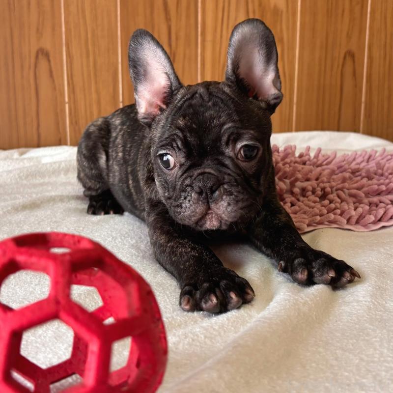 販売中の三重県のフレンチブルドッグ-437137