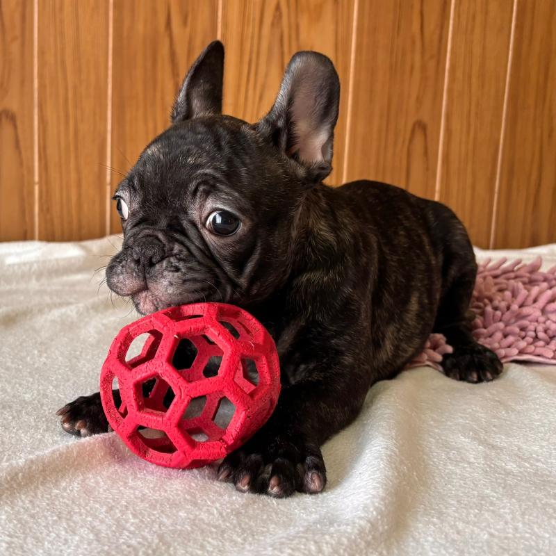 販売中の三重県のフレンチブルドッグ-437137の2枚目