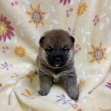 オンライン見学