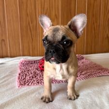♀︎フレンチブルドッグ