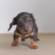 ♀︎ミニチュアダックスフンド(ロングヘアード)