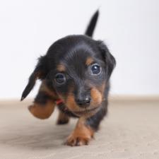 ♀︎ミニチュアダックスフンド(ロングヘアード)