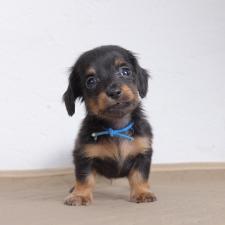 ♀︎ミニチュアダックスフンド(ロングヘアード)