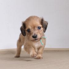 ミニチュアダックスフンド(ロングヘアード)の子犬
