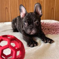 ♀︎フレンチブルドッグ