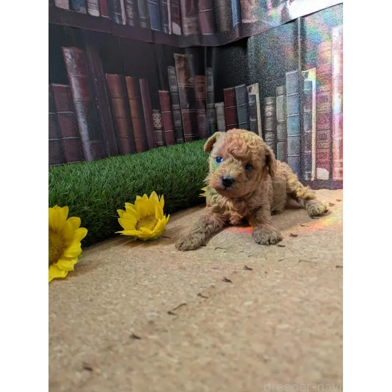 販売中の茨城県のミックス犬-455192の6枚目