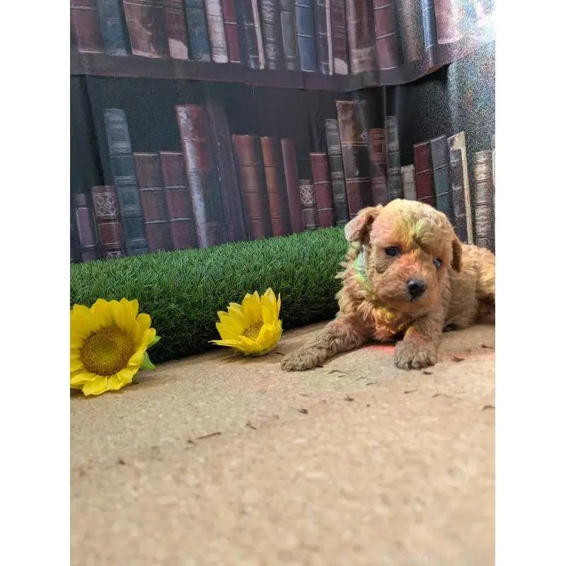 販売中の茨城県のミックス犬-455192の5枚目