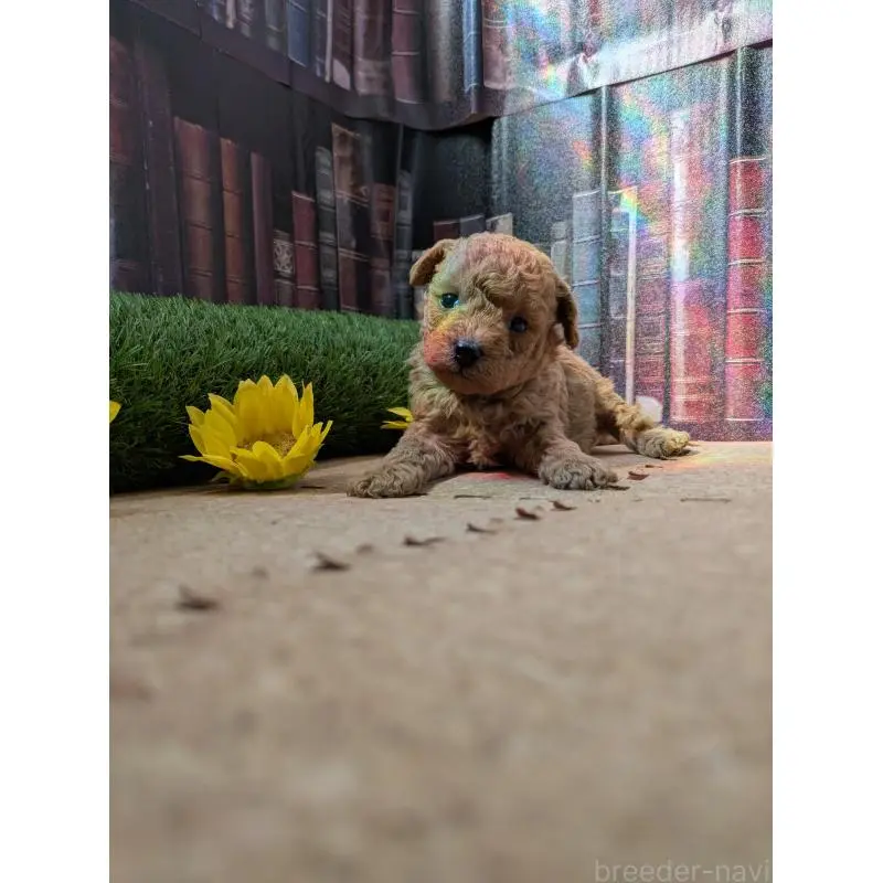 販売中の茨城県のミックス犬-455192の4枚目