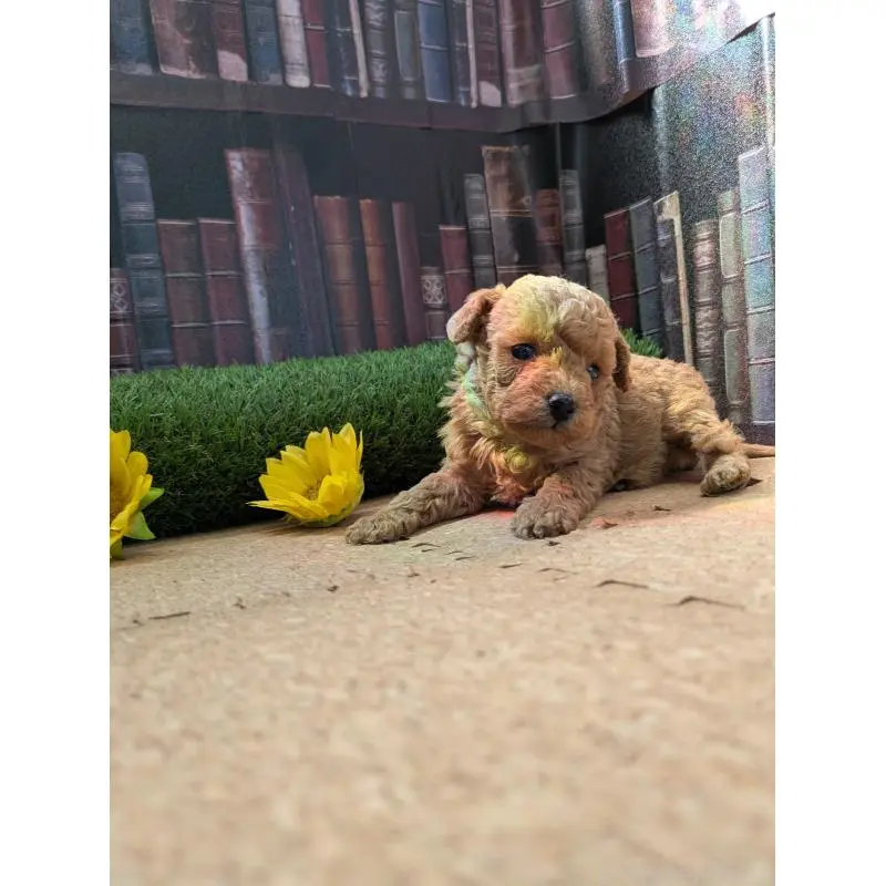 販売中の茨城県のミックス犬-455192の3枚目