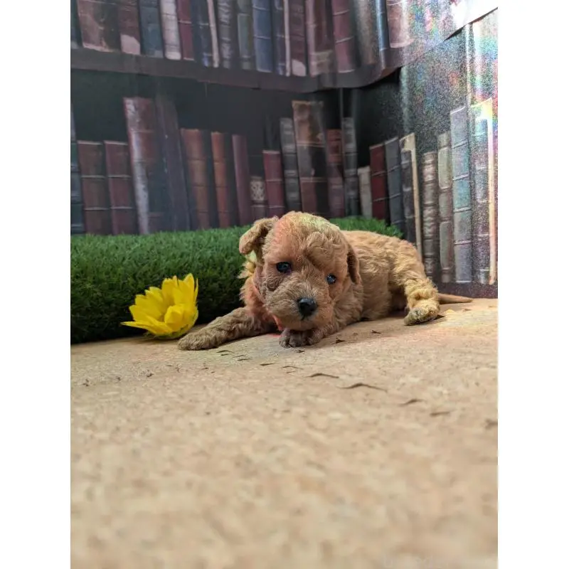 販売中の茨城県のミックス犬-455192の2枚目