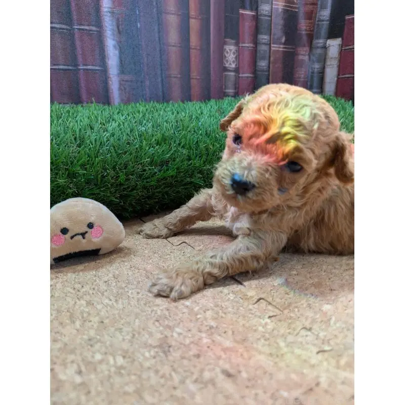 販売中の茨城県のミックス犬-455193の6枚目