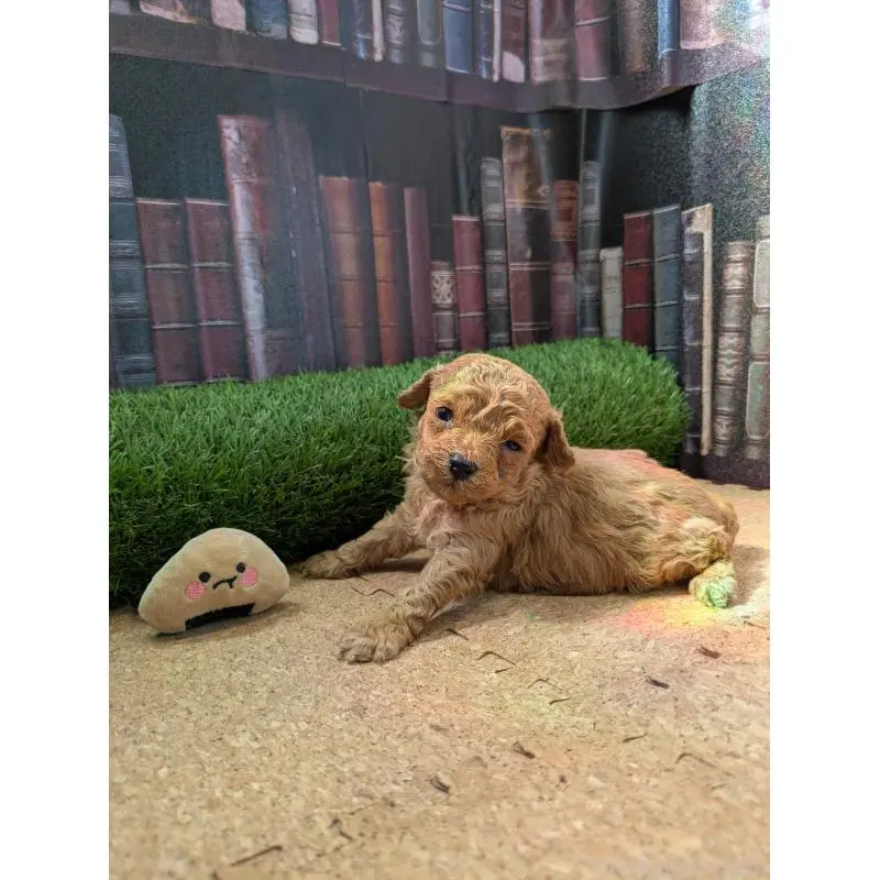 販売中の茨城県のミックス犬-455193の5枚目