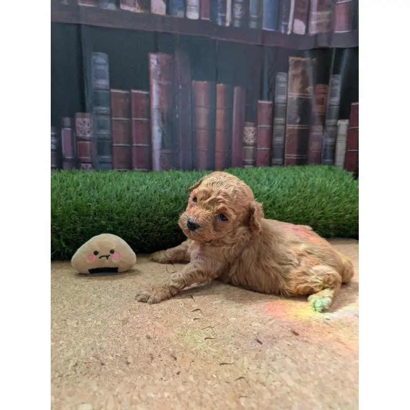 販売中の茨城県のミックス犬-455193の4枚目