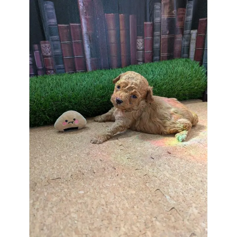 販売中の茨城県のミックス犬-455193の3枚目