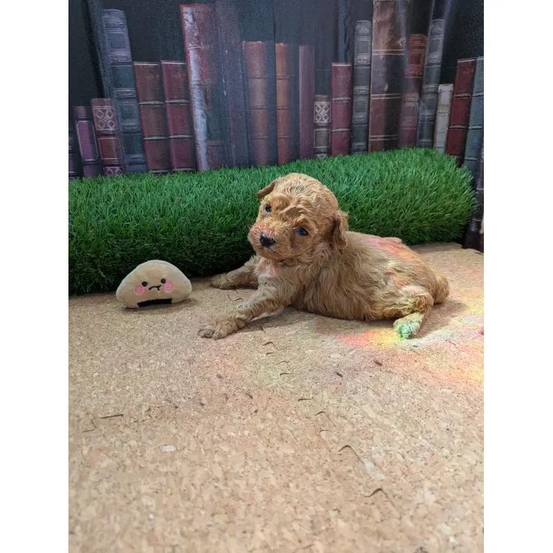 販売中の茨城県のミックス犬-455193の2枚目