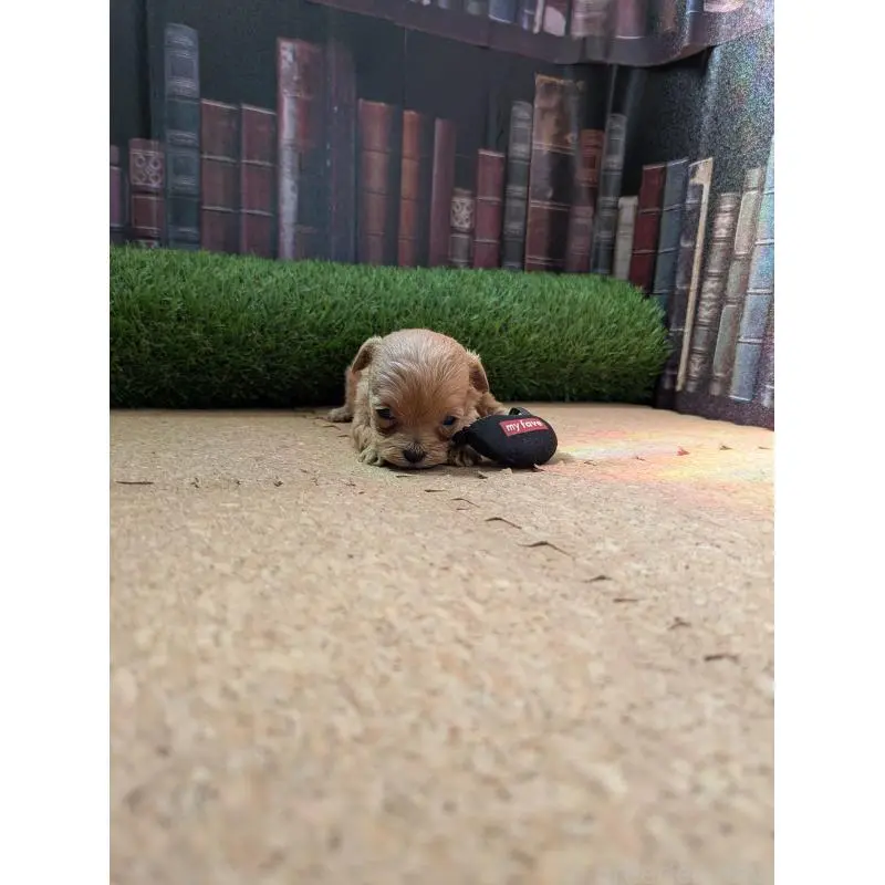 販売中の茨城県のミックス犬-455194の6枚目