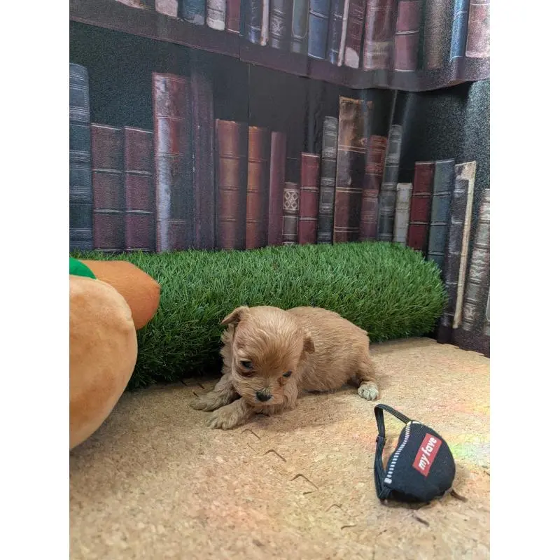 販売中の茨城県のミックス犬-455194の5枚目