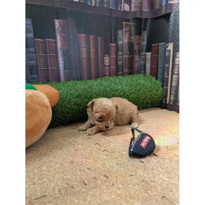 販売中の茨城県のミックス犬-455194の4枚目