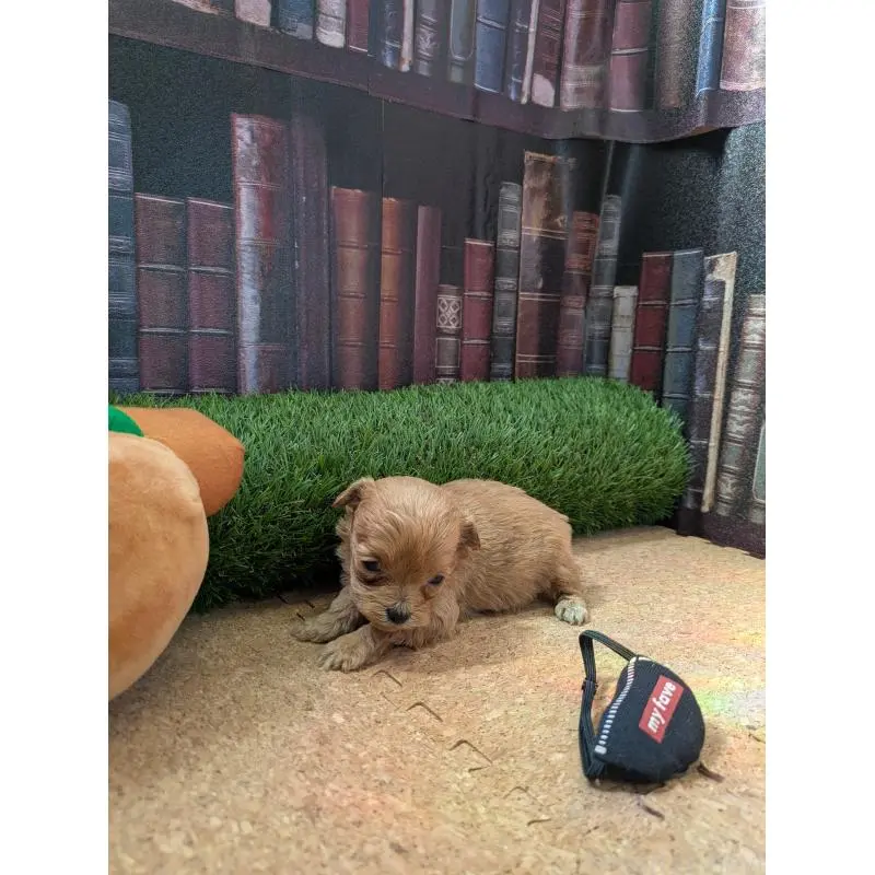 販売中の茨城県のミックス犬-455194の2枚目