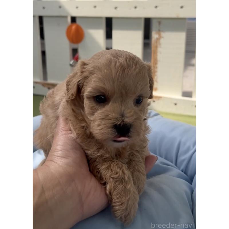 販売中の福岡県のマルプー:マルチーズ×トイプードル-455195の2枚目