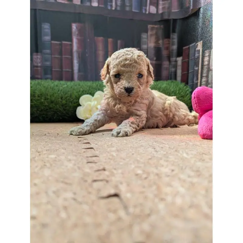 販売中の茨城県のミックス犬-455197の2枚目