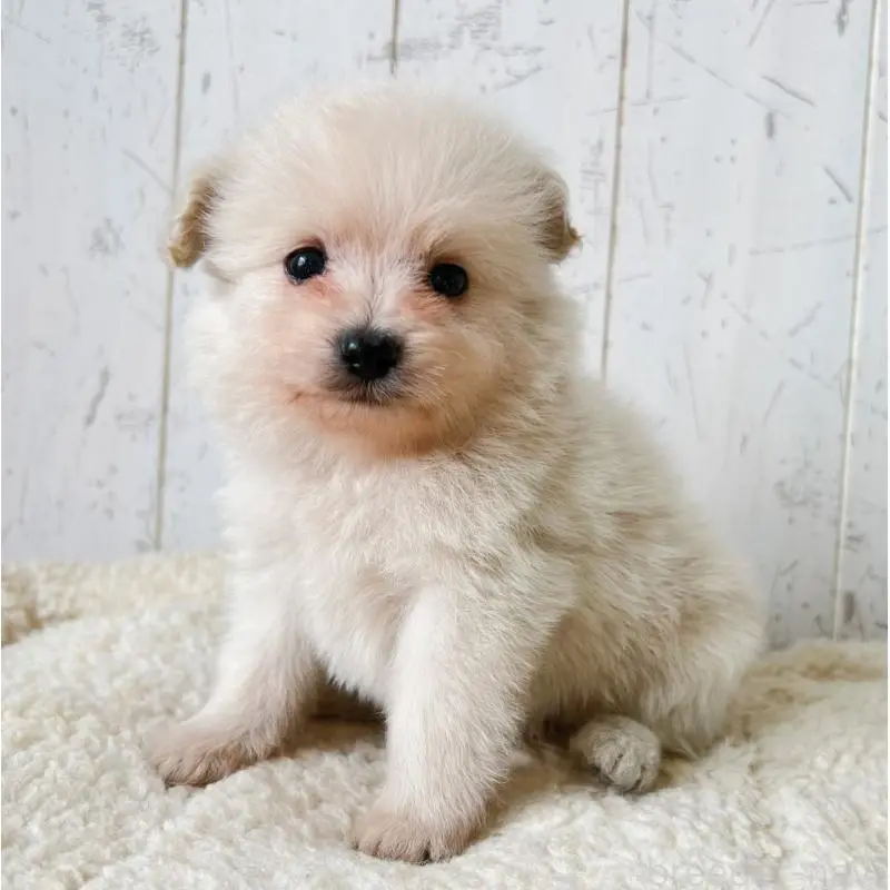 販売中の千葉県のポメプー:ポメラニアン×トイプードル-455198の4枚目