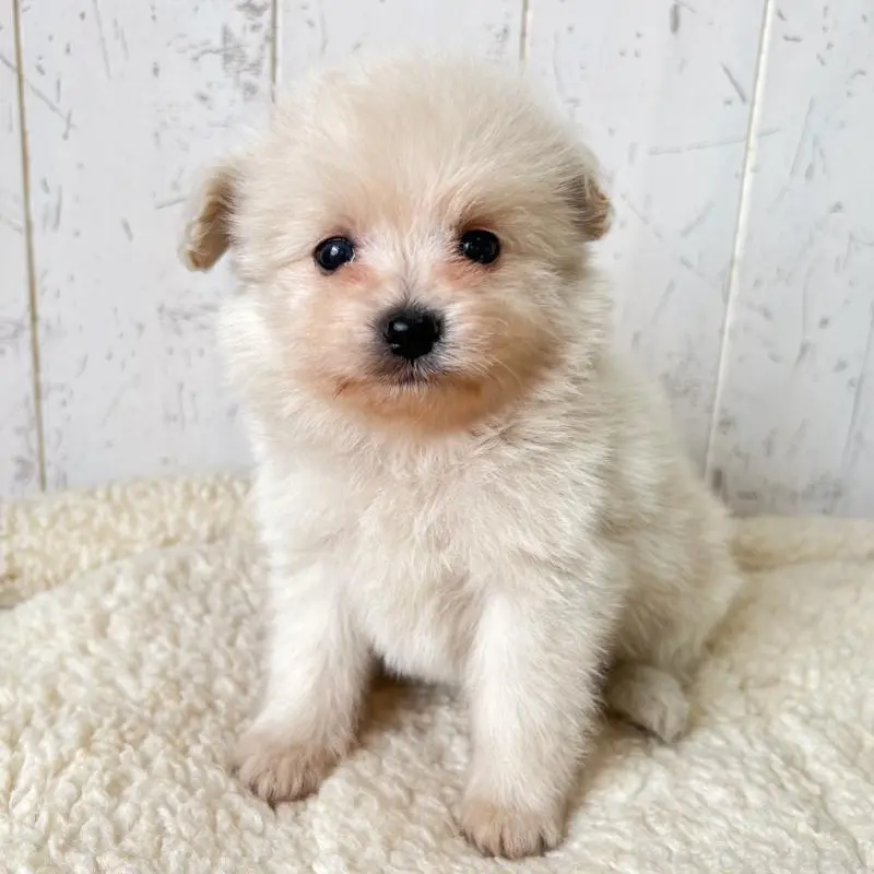 販売中の千葉県のポメプー:ポメラニアン×トイプードル-455198の3枚目