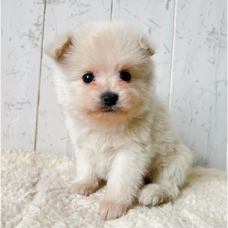 販売中の千葉県のポメプー:ポメラニアン×トイプードル-455198の2枚目