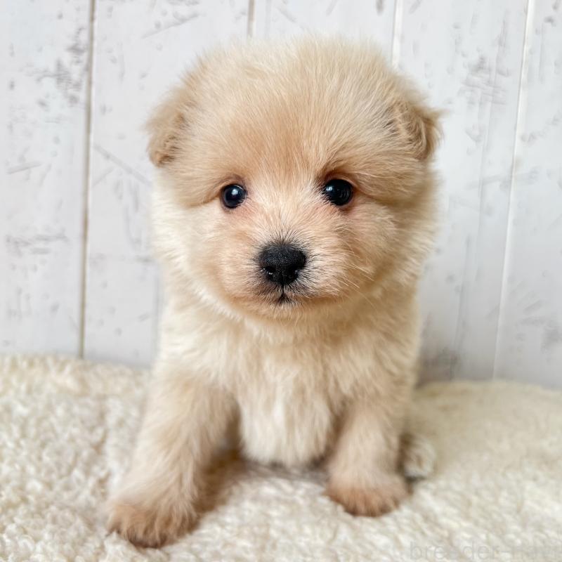 販売中の千葉県のポメプー:ポメラニアン×トイプードル-455199の6枚目