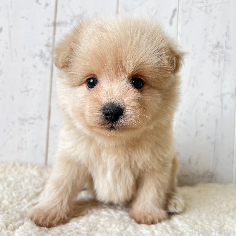 販売中の千葉県のポメプー:ポメラニアン×トイプードル-455199の5枚目