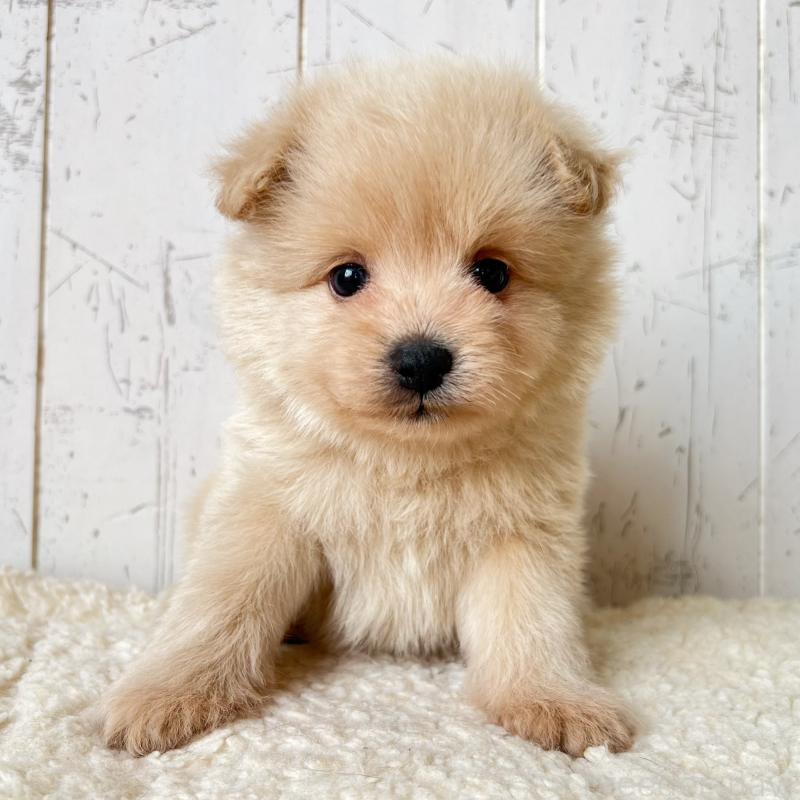 販売中の千葉県のポメプー:ポメラニアン×トイプードル-455199の4枚目