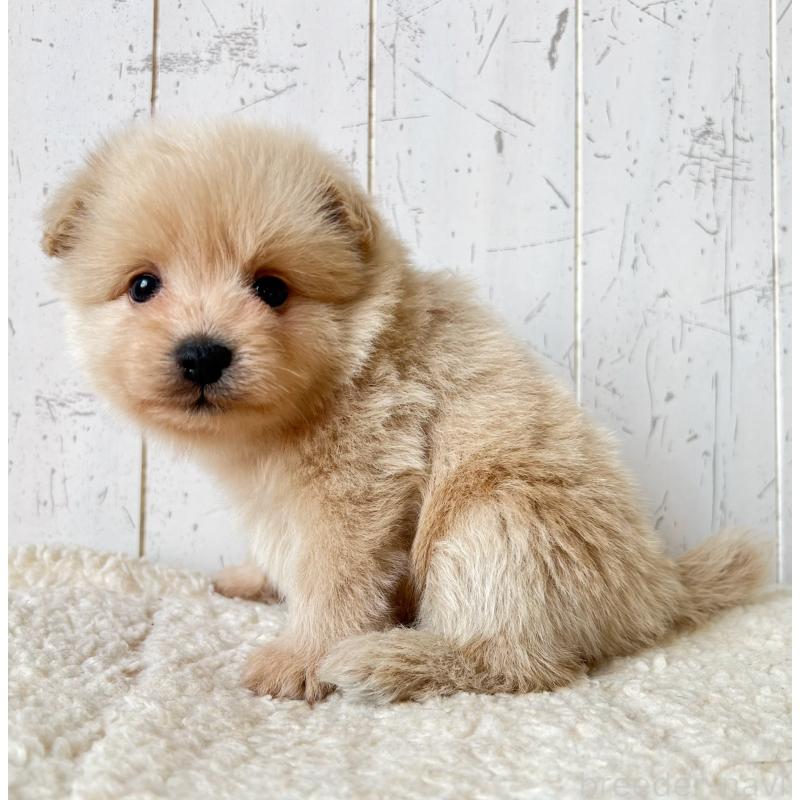 販売中の千葉県のポメプー:ポメラニアン×トイプードル-455199の3枚目