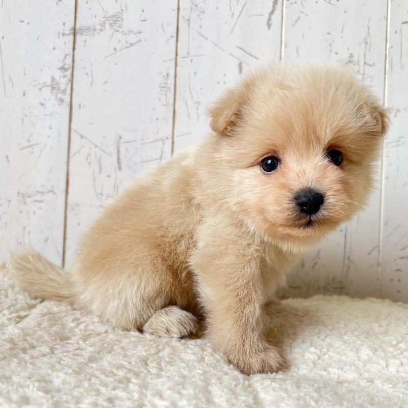 販売中の千葉県のポメプー:ポメラニアン×トイプードル-455199の2枚目