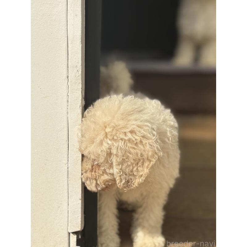 販売中の東京都のミディアムプードル-446041の2枚目