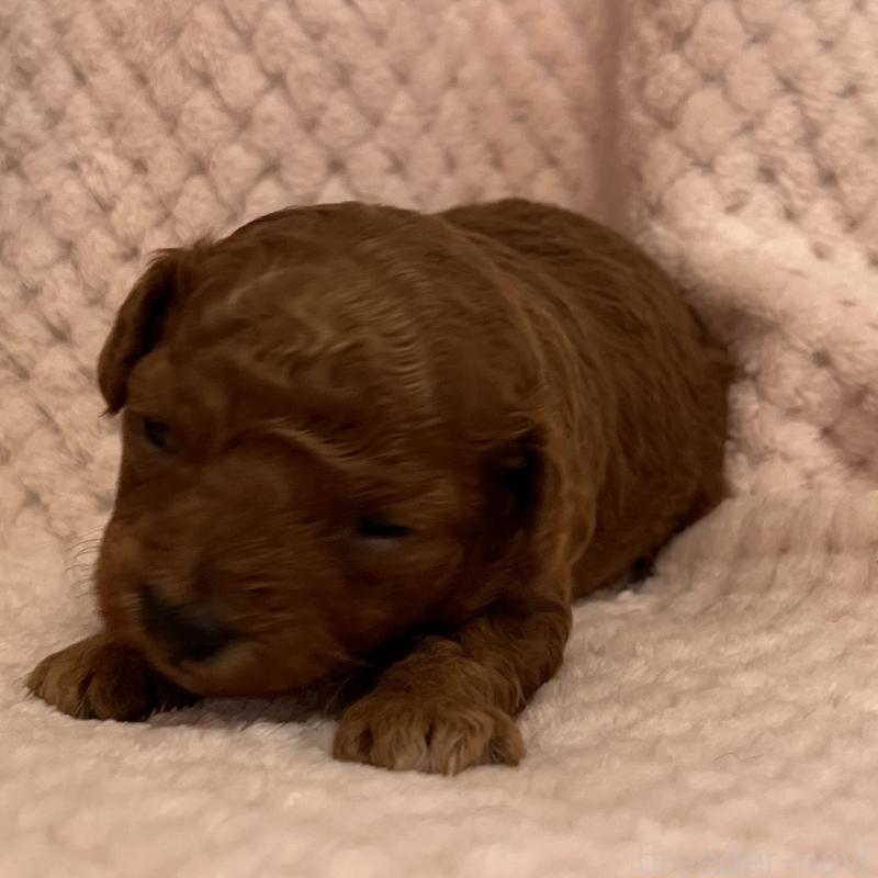 販売中の福岡県のタイニープードル-454166