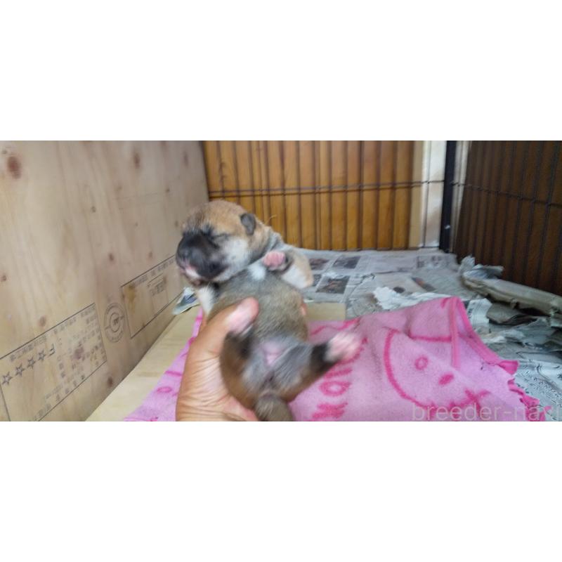 販売中の岡山県の柴犬-455201