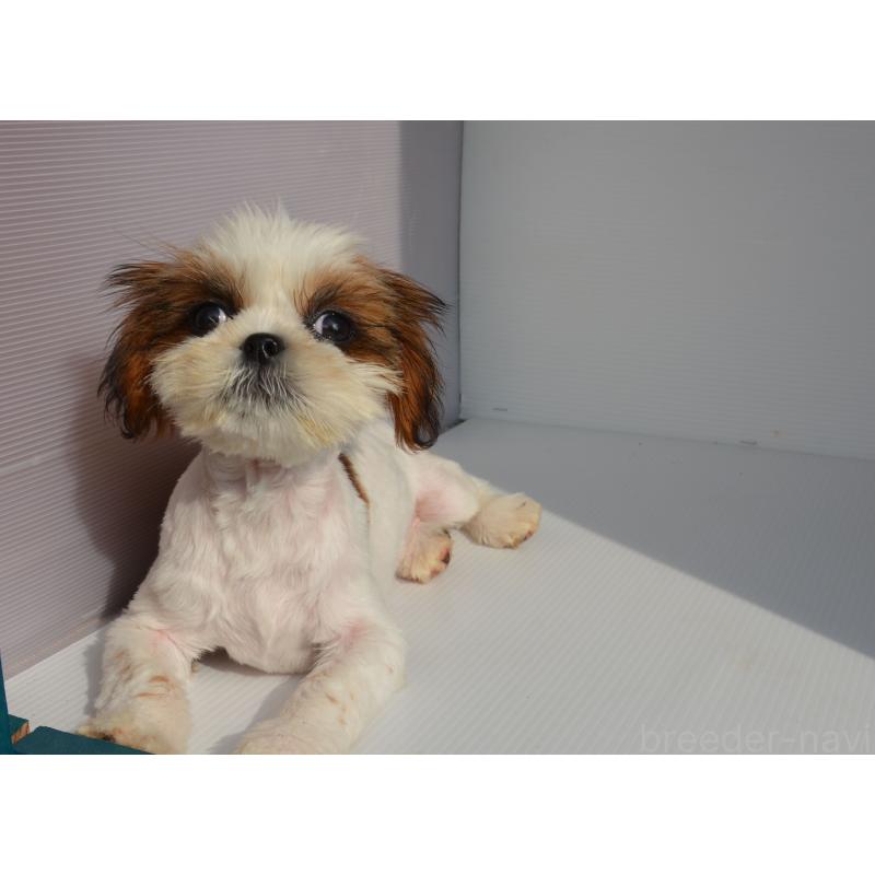 販売中の長崎県のシーズー-455203の5枚目