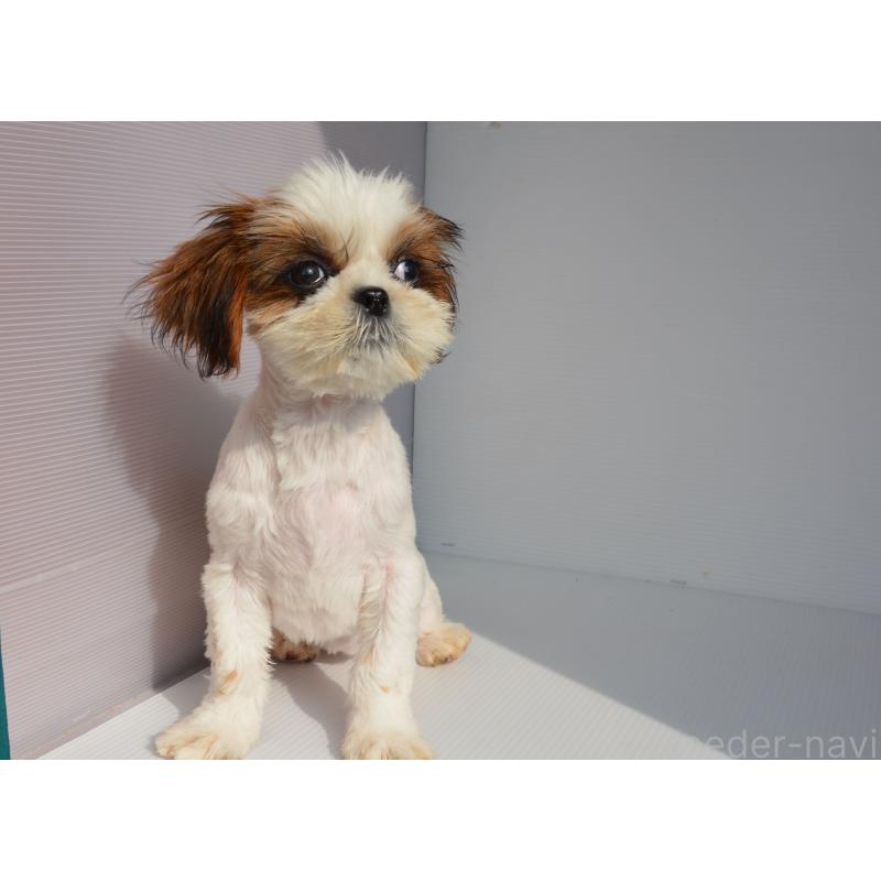 販売中の長崎県のシーズー-455203の4枚目