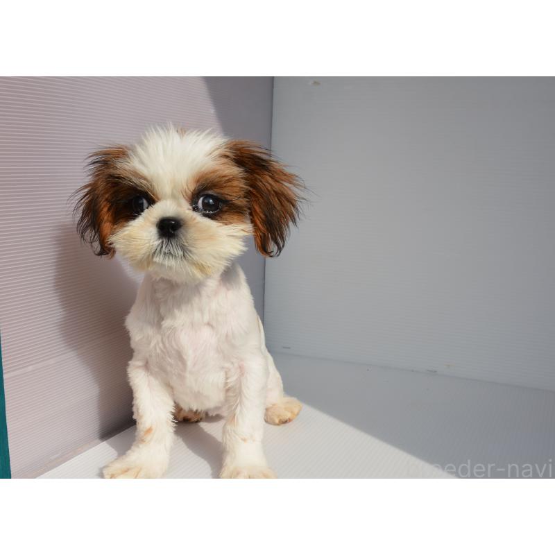 販売中の長崎県のシーズー-455203の3枚目