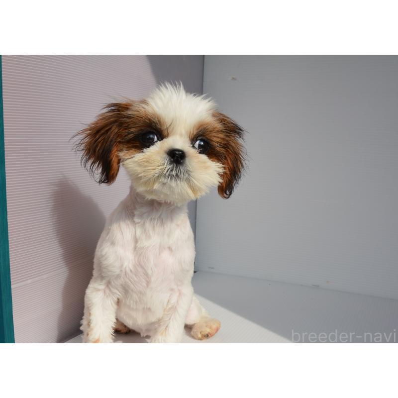 販売中の長崎県のシーズー-455203の2枚目