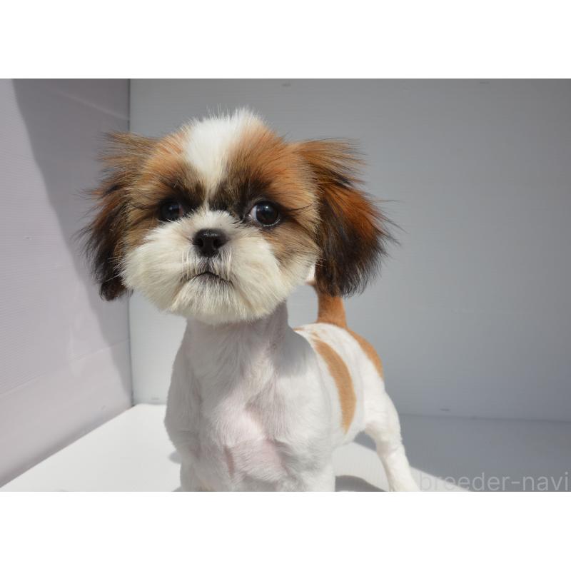 販売中の長崎県のシーズー-455204の5枚目