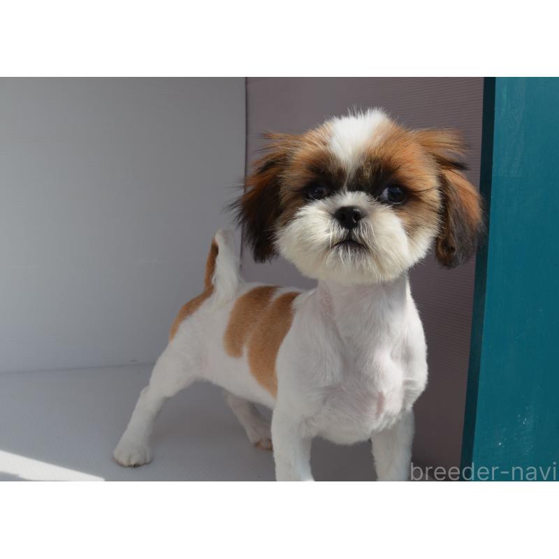 販売中の長崎県のシーズー-455204の4枚目