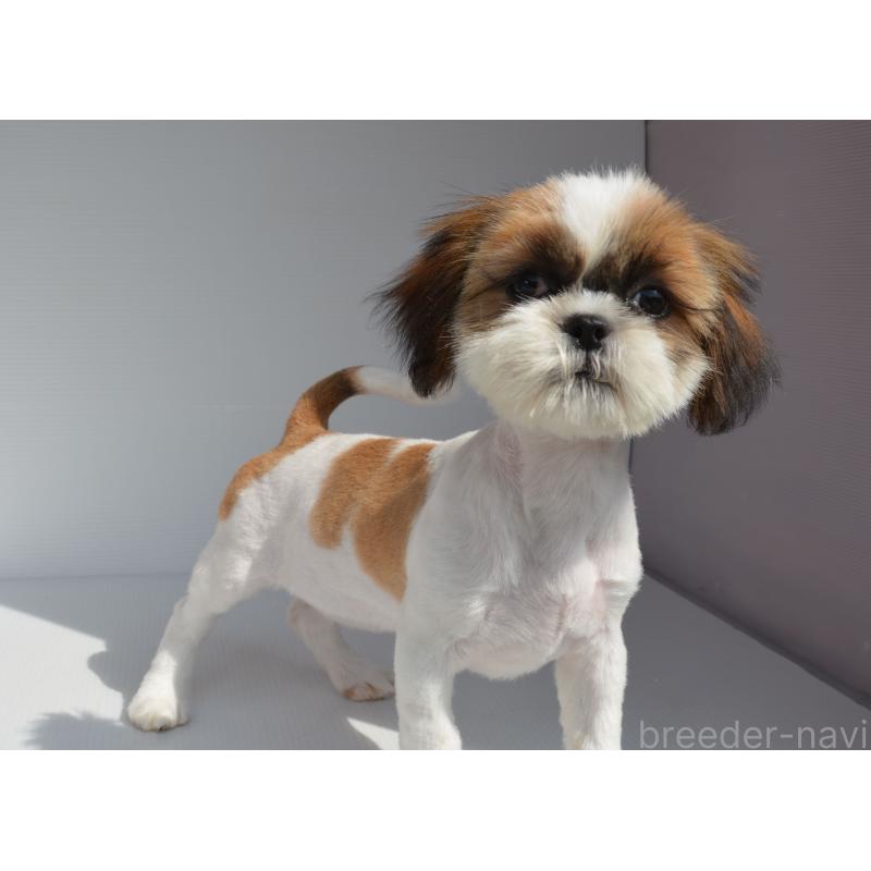 販売中の長崎県のシーズー-455204の2枚目