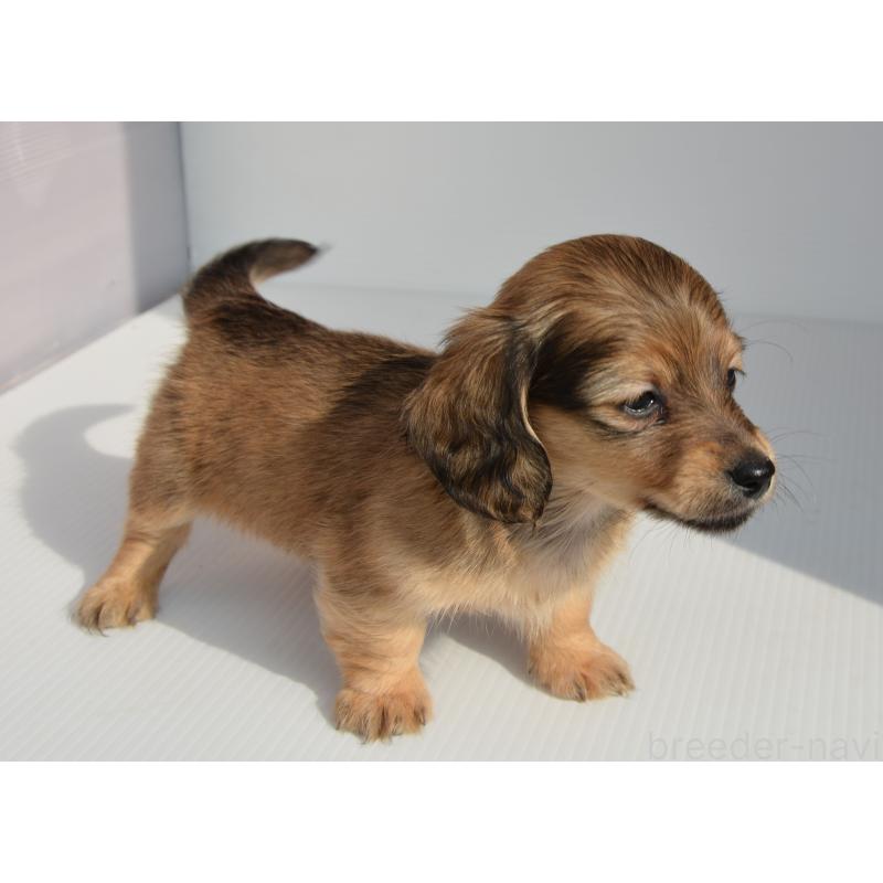 販売中の長崎県のミニチュアダックスフンド(ロングヘアード)-455205の5枚目