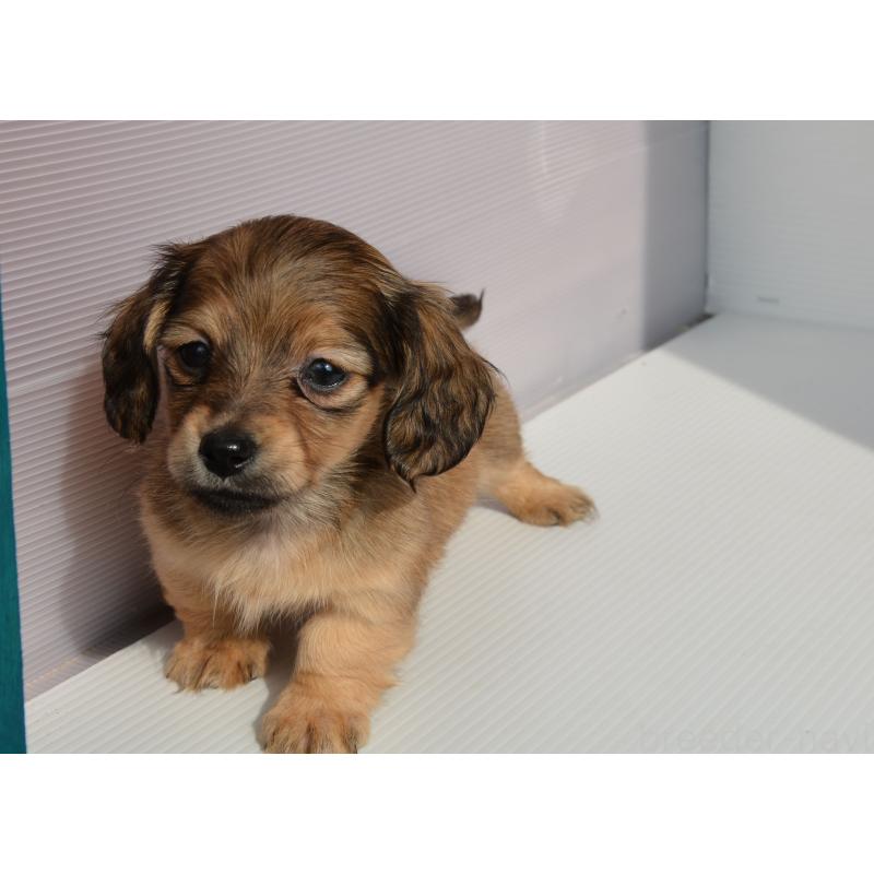 販売中の長崎県のミニチュアダックスフンド(ロングヘアード)-455205の4枚目